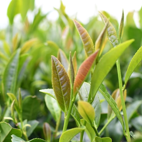 2種類の茶葉をブレンドした優しい甘さ「和紅茶」ティーバッグ1袋10個入り（2袋セット）