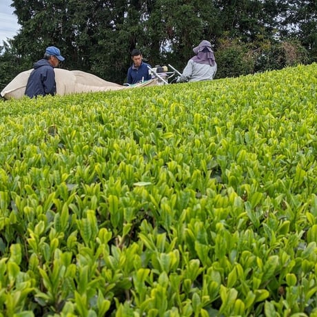 クセになる香ばしさ！「ほうじ茶」ティーバック10個入り（2袋セット）