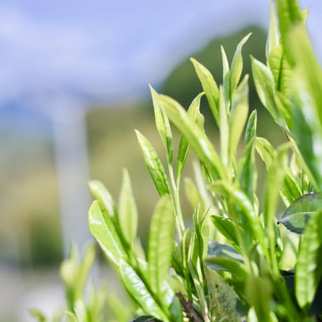やぶきた煎茶「碧」40g・「睦」80g&フィルターインボトルの水出しセット