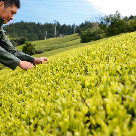 香り系品種茶を水出しに！「静7132」＆「香駿」＆フィルターインボトルの飲み比べセット！