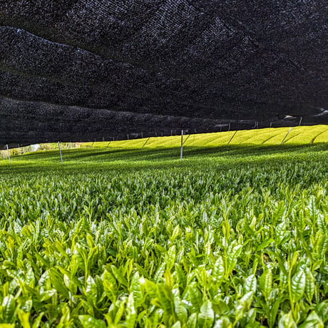 令和8年もの！芽重型の高級品種「さえみどりの被せ煎茶：貢大」10g