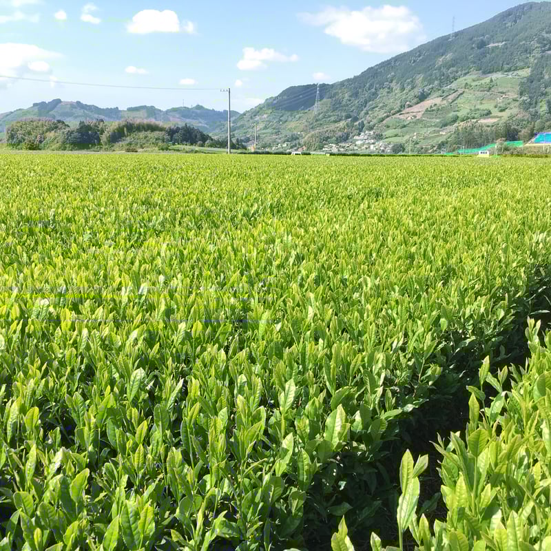 芽重型仕立ての上級煎茶リーフ「睦」 80g 水出し茶におすすめ！ | 杉山