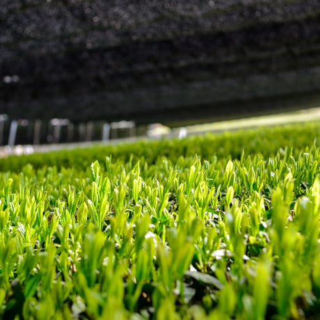 さえみどり被せ煎茶「貢大」10g＆「和」200g＆ほうじ茶・和紅茶のギフトボックス