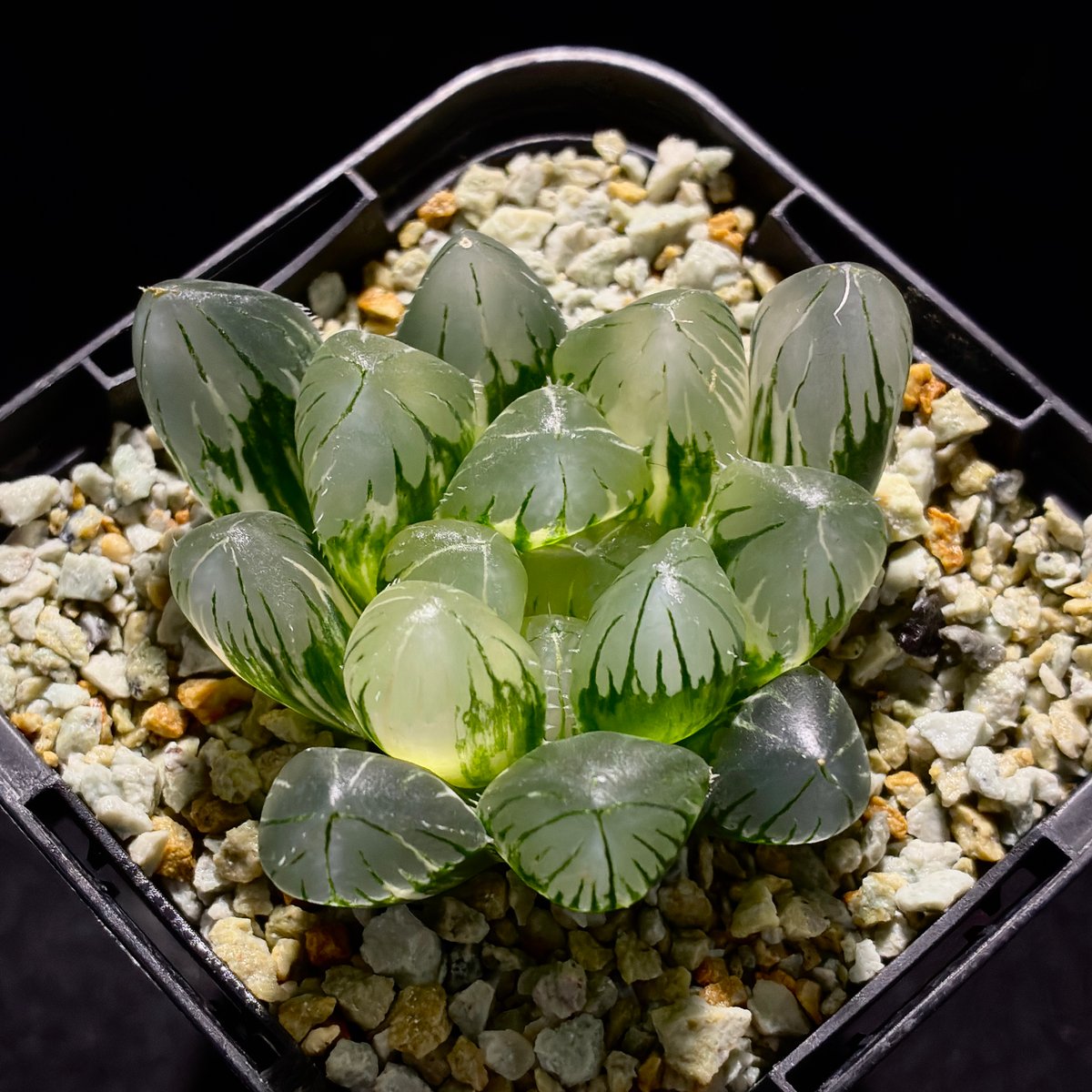 紅小町　ハオルチア　多肉植物　オブツーサ錦 ハオルチア 紅桜 オブツーサ錦① | mocono_plants