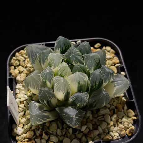 ハオルシア・トゥルギダまたはハオルシア・レトゥーサ。 haworthia | STORES