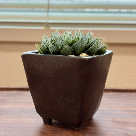 haworthia | STORES