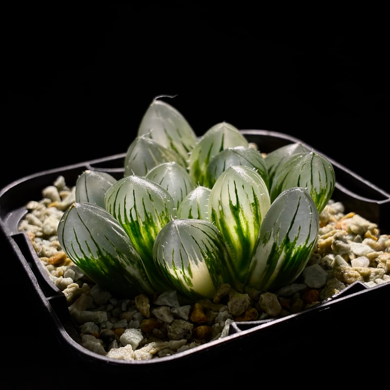 多肉植物 ハオルチア オブツーサ錦 OB-1極上株 多肉植物 ハオルチア OB-1オブツーサ錦 鮮明錦 極上斑 - メルカリ