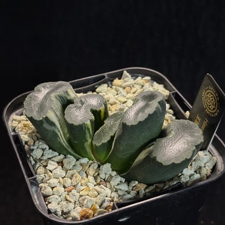 haworthia | STORES