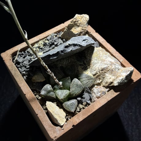297★train鉢purple モルタル雑貨　（お任せ植物付き）377 Amazon.co.jp: 082104多肉植物の寄せ植え組鉢作品モルタル造形6号深鉢6