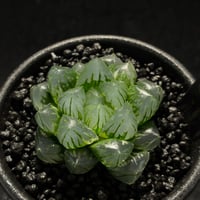 ハオルチア オブツーサ　錦  微斑