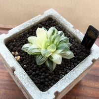 ハオルチア ベヌスタ オブツーサ ノリピア | SAICON PREMIUM SUCCULEN