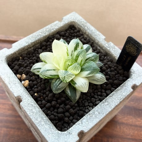 haworthia | STORES