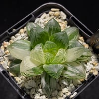 ハオルチア オブツーサ　錦  鮮明斑  派手斑