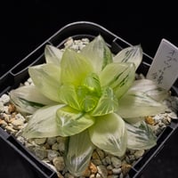 ハオルチア ベヌスタ オブツーサ ノリピア | SAICON PREMIUM SUCCULEN