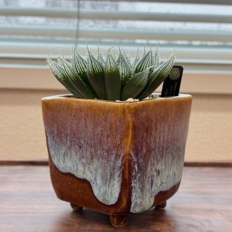haworthia | STORES