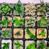 SAICON PREMIUM SUCCULENTS STORE