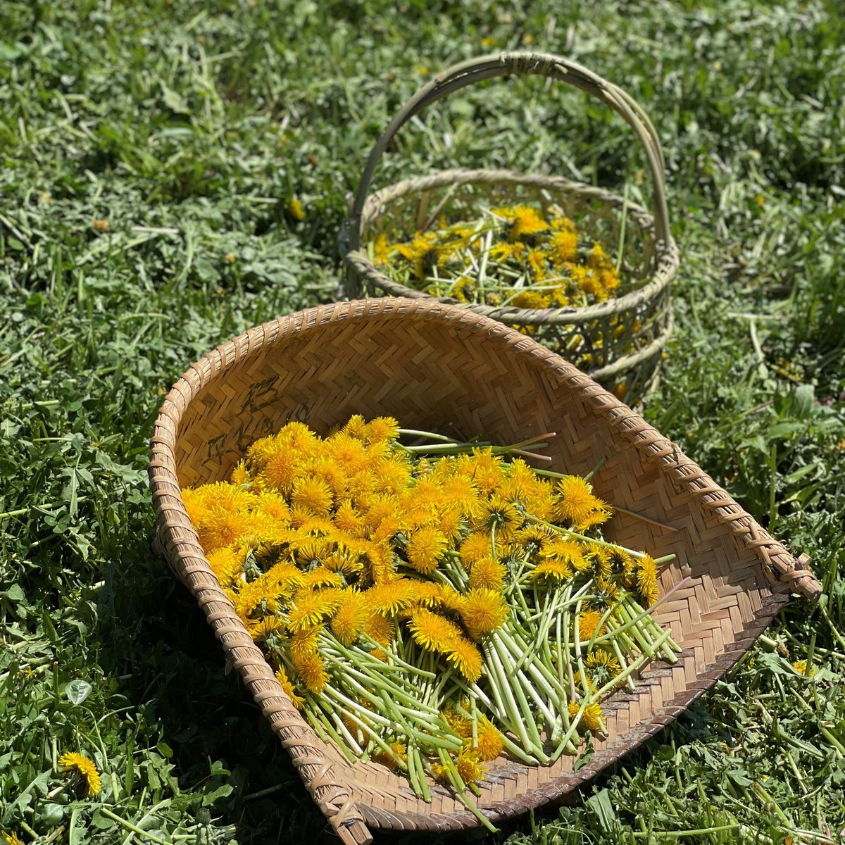 夏の東川だより] たんぽぽ染めのキッチンクロス | salvia