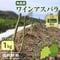 【1日3セット限定】上枝ヴィンヤード 通販「無農薬 ワインアスパラ 1kg(サイズ混合:30~40本前後)」《送料無料》