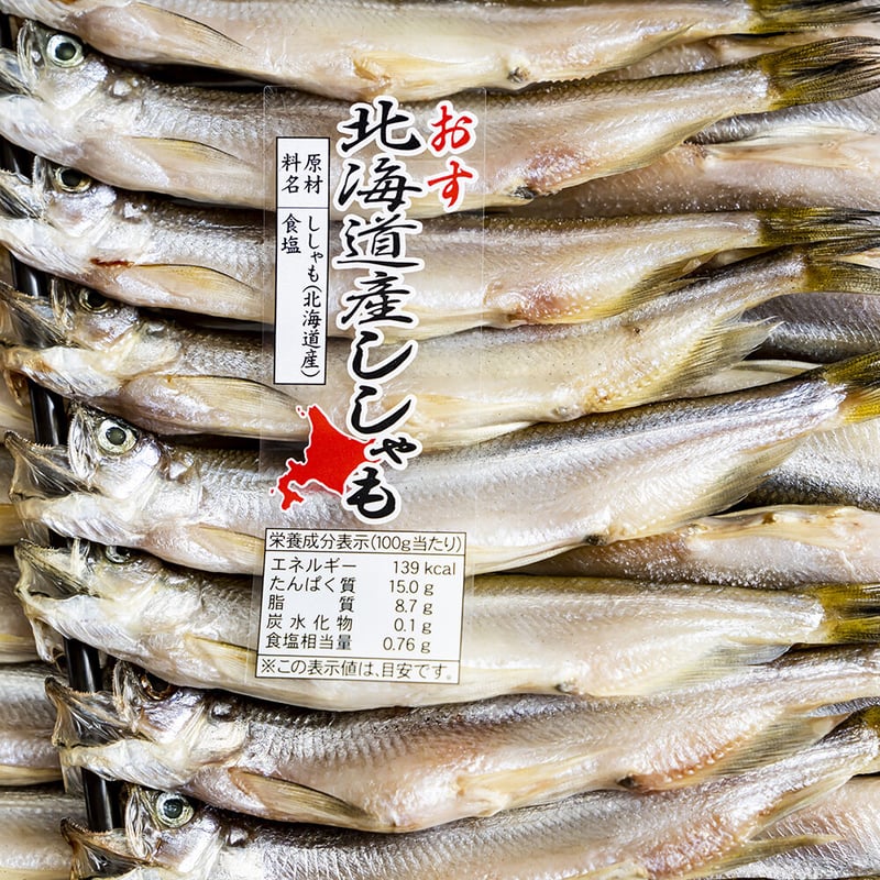 6頭セット】オオイチモンジ（6メス・北海道産） 【公式通販】