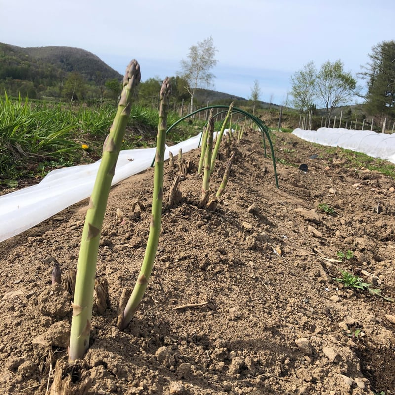 1日1セット限定】上枝ヴィンヤード 通販「無農薬 ワインアスパラ（S