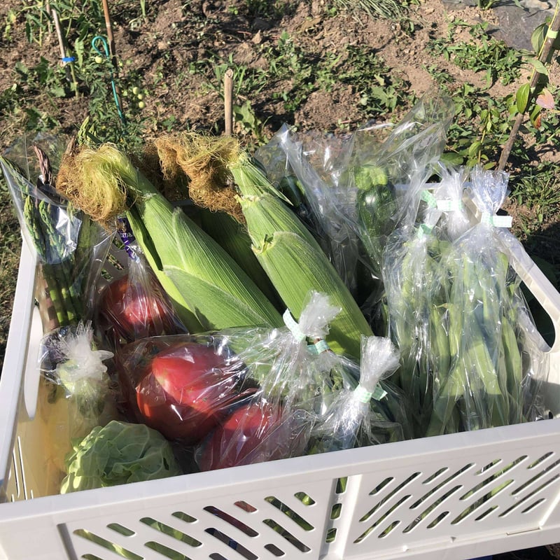 数量限定】上枝ヴィンヤード通販「季節の野菜お任せセット」《送料無料