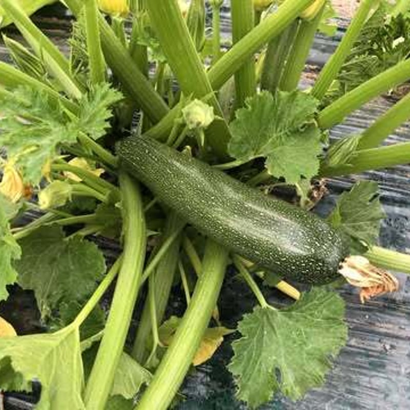 季節の野菜 数量限定】上枝ヴィンヤード通販「季節の野菜お任せセット」《送料無料