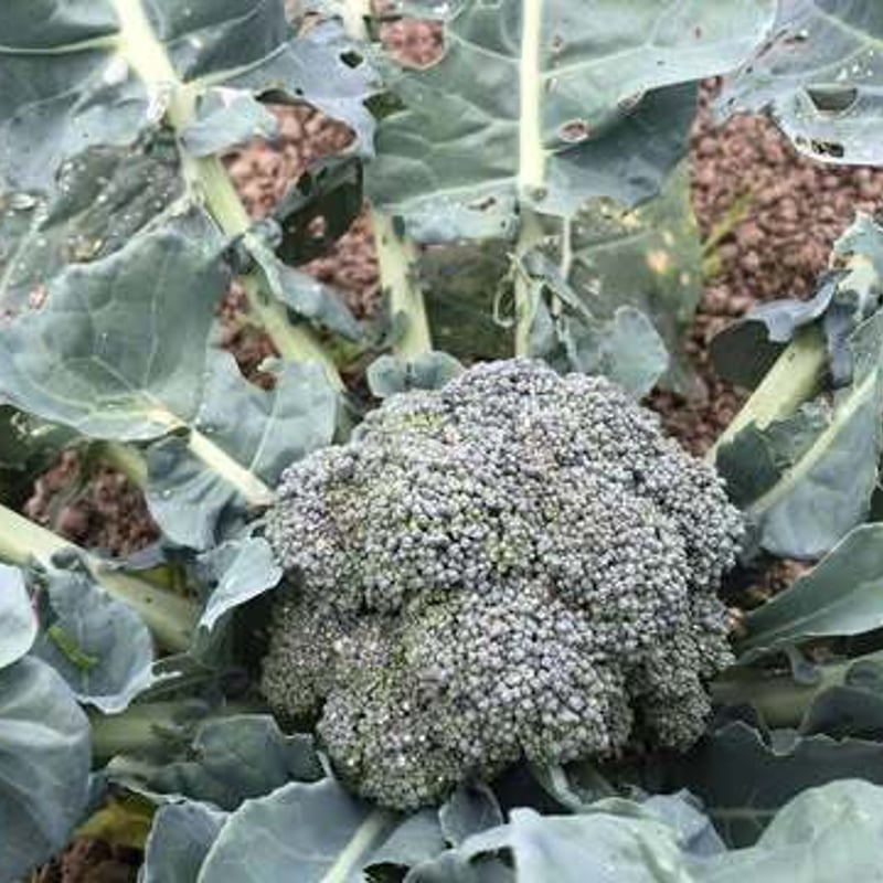 数量限定】上枝ヴィンヤード通販「季節の野菜お任せセット」《送料無料