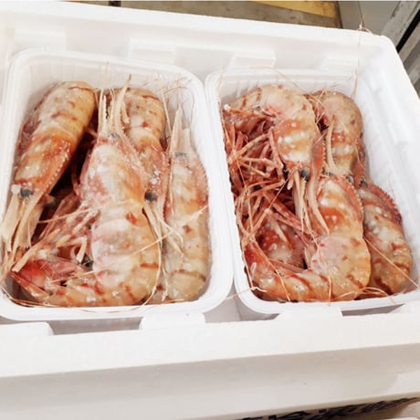 【濃厚な甘み】「船上氷結ボタンエビ！オス&メス食べ比べ1キロ（約17〜18尾）セット」《送料無料》（※沖縄、離島除く）