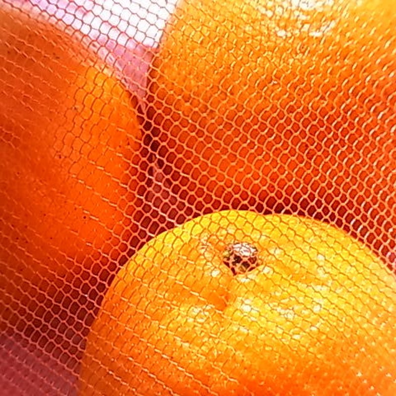 連尺バッグ d.赤 | TARASUKIN BONKERS LABORATORY