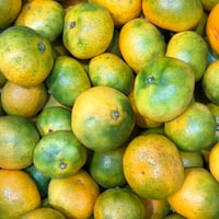 露地栽培】僕のまどんな 小玉 | 明浜みかん専門店『スリーサンズ』