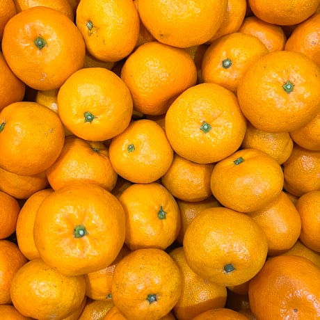 南柑20号 | STORES