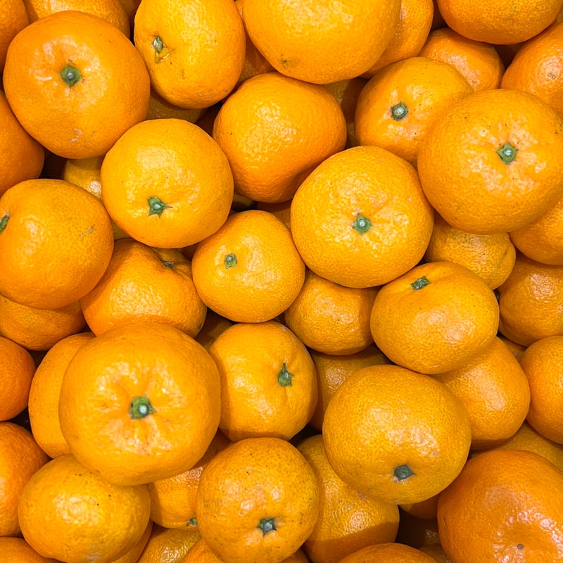 南柑20号【山本農園】 | 明浜みかん専門店『スリーサンズ』