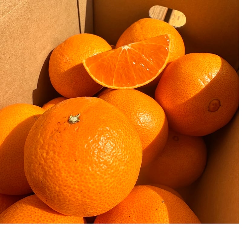 僕のプリンセス【島田農園】 | 明浜みかん専門店『スリーサンズ』