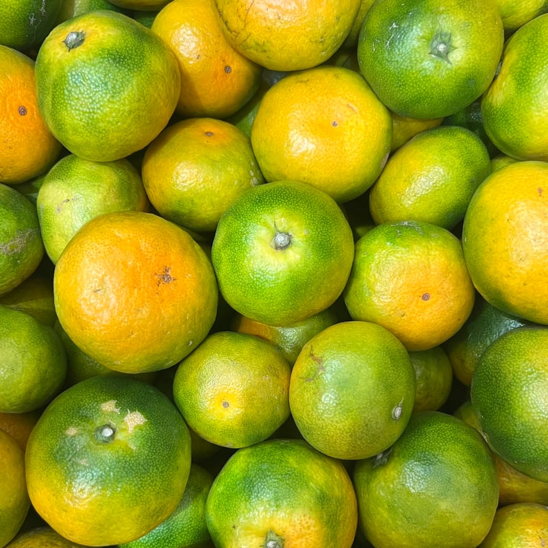 由良早生【夕焼け山農園】 | 明浜みかん専門店『スリーサンズ』