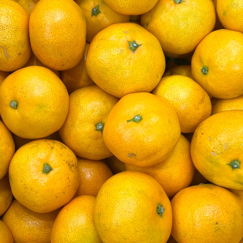 ウサキチさま専用出品 田口早生 3年生 楽天市場】田口早生みかん 3年の