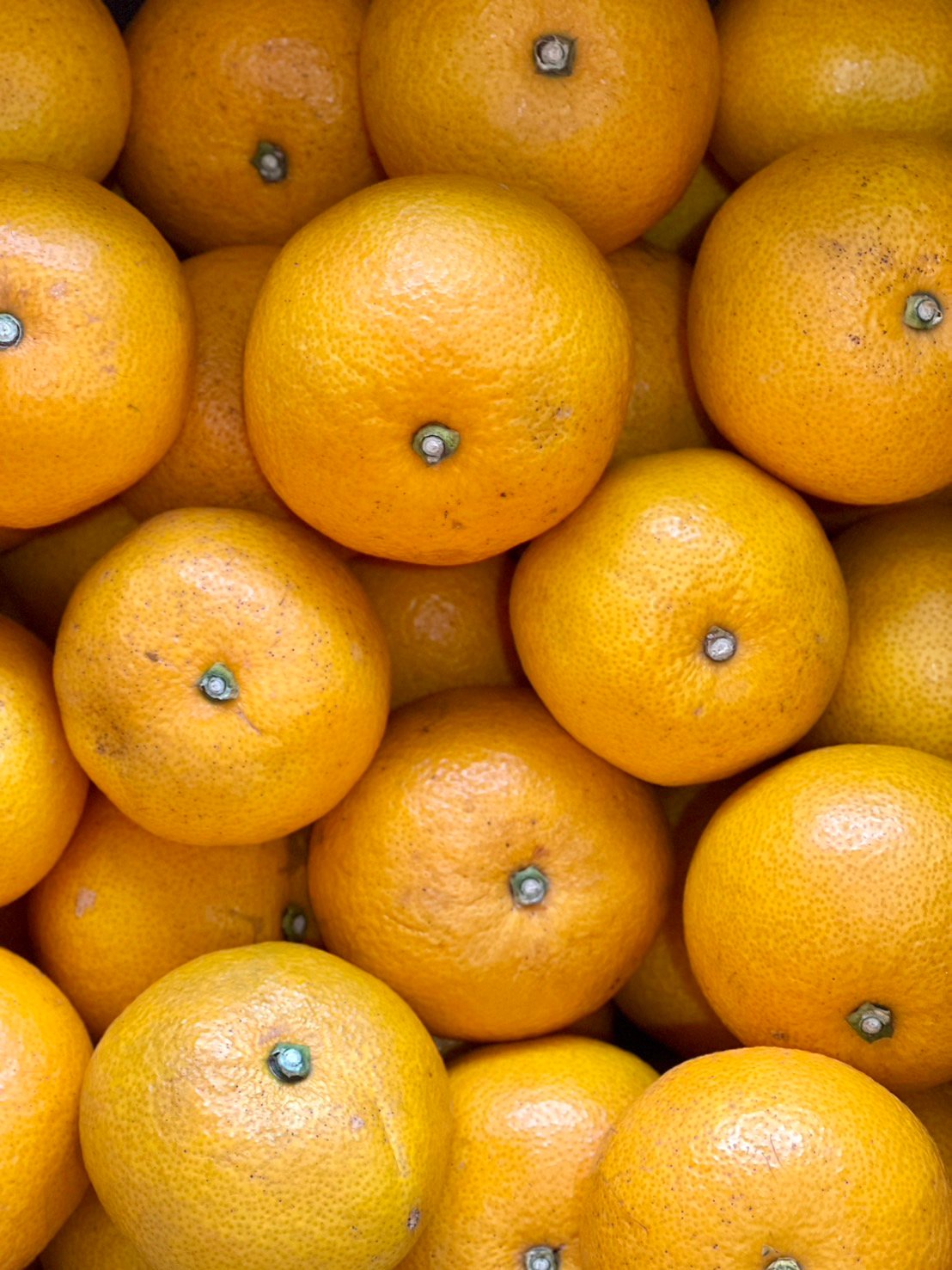 八朔こおりみかん 157552687.jpg?cmsp_timestamp=