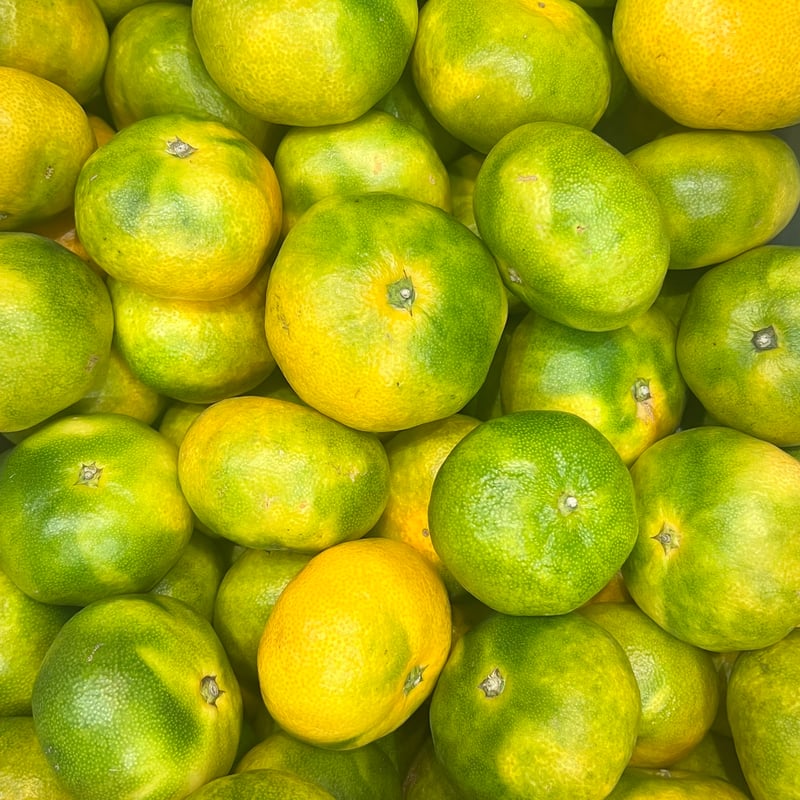 ☆特選☆日南1号【島田農園】 | 明浜みかん専門店『スリーサンズ』