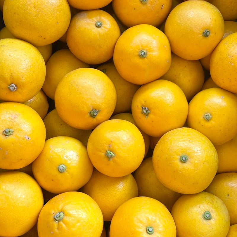 初夏旦【山本農園】 | 明浜みかん専門店『スリーサンズ』