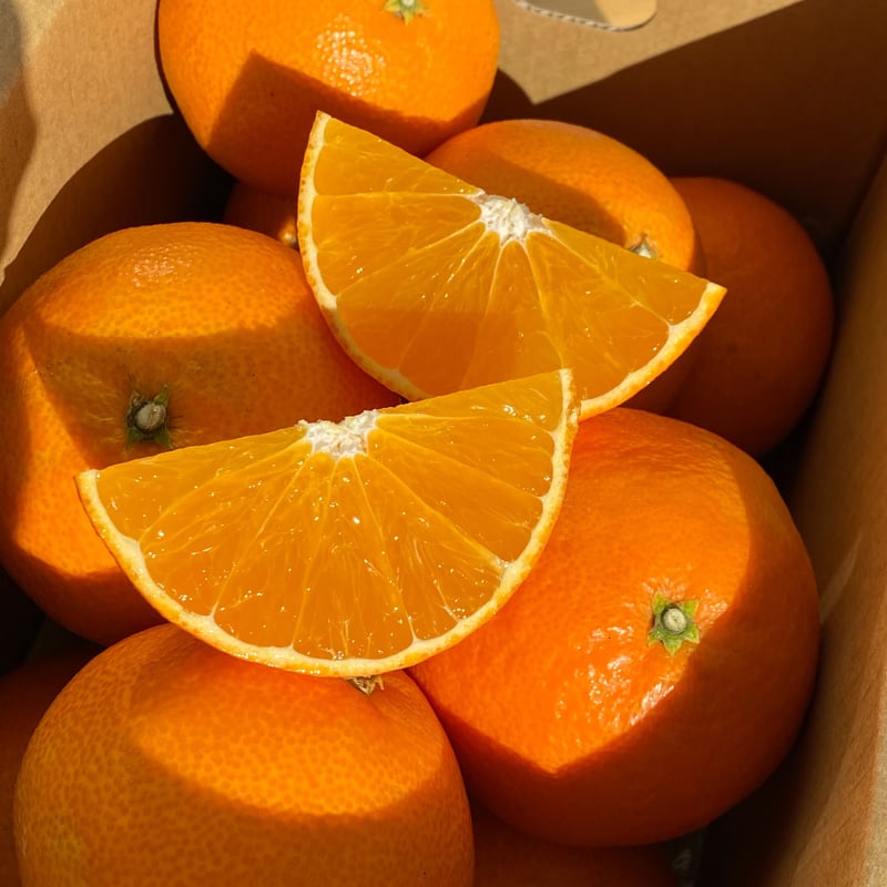 露地栽培】僕のまどんな 小玉 | 明浜みかん専門店『スリーサンズ』