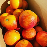 ブラッドオレンジ (モロ種)【山本農園】