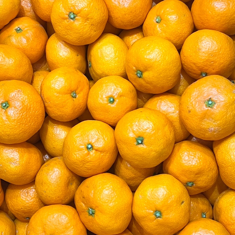 晩生温州-おくてうんしゅう-【山本農園】 | 明浜みかん専門店『スリー