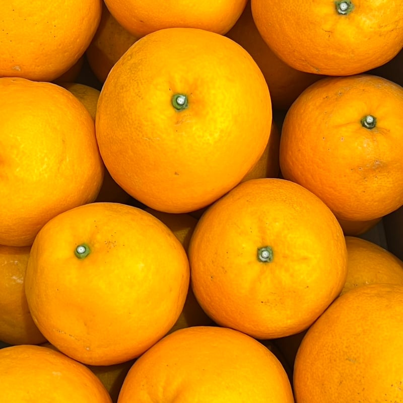 紅河内【ヤッホー農園】 | 明浜みかん専門店『スリーサンズ』