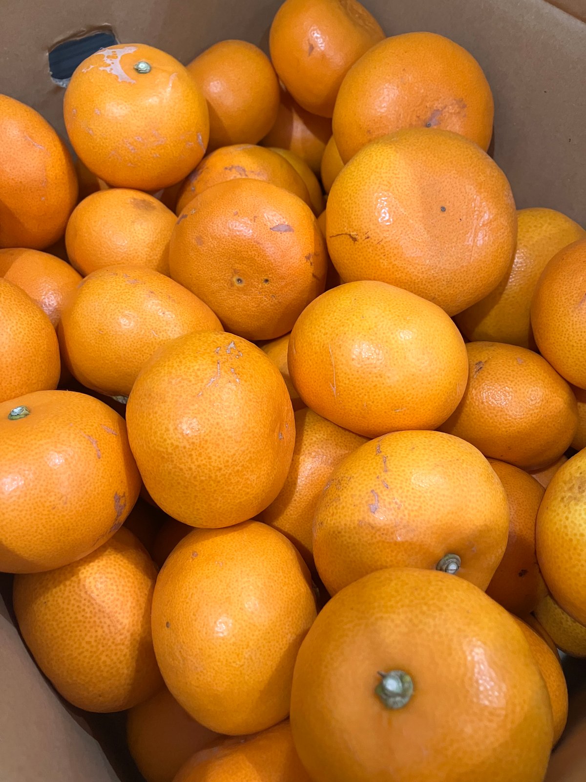 せとか【段畑みかん】 | 明浜みかん専門店『スリーサンズ』