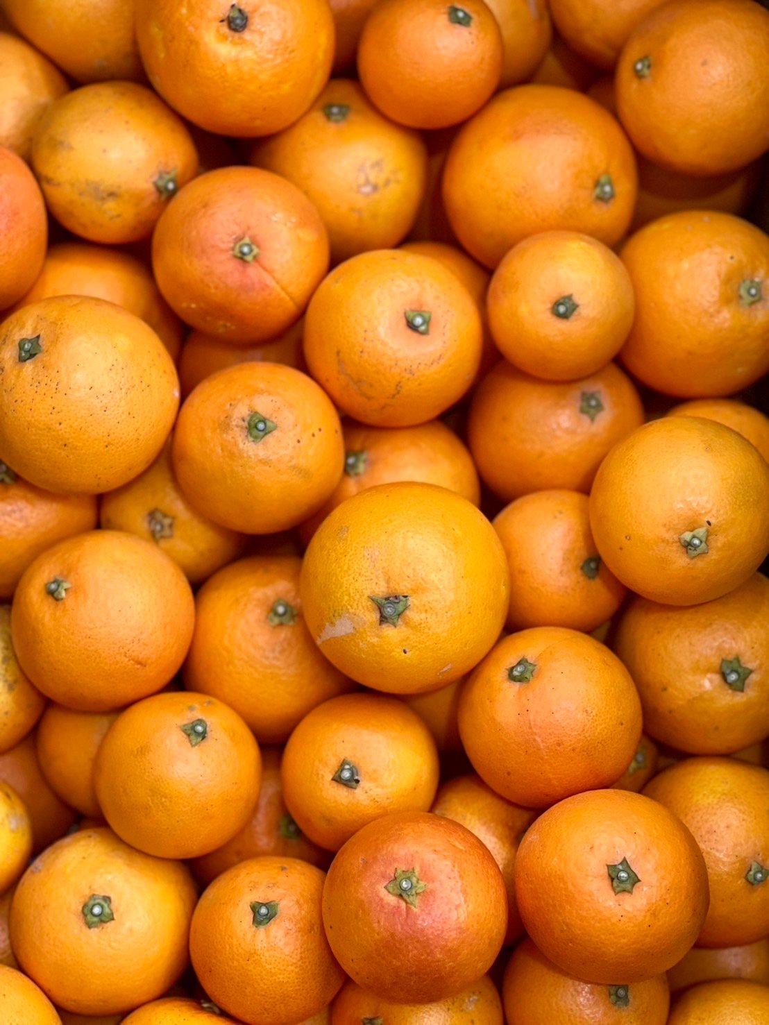 ブラッドオレンジ (タロッコ種)【山本農園】 | 明浜みかん専門店