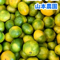 上野早生【山本農園】