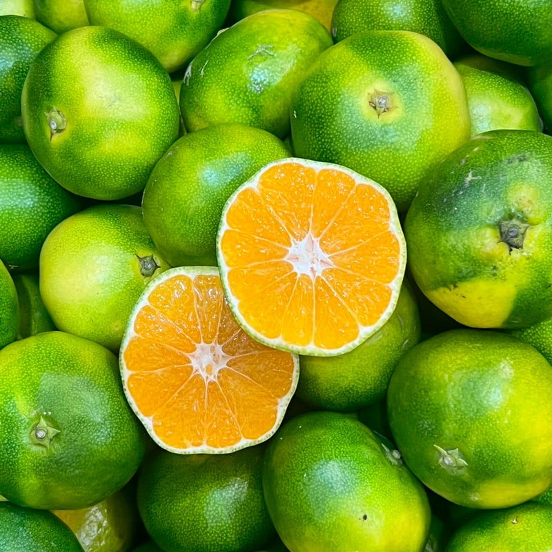 ミカンのハガネール サンダースセット 山北ハウスみかん S(15玉入) 約1.2kg 6月23日以降順次発送: とさの