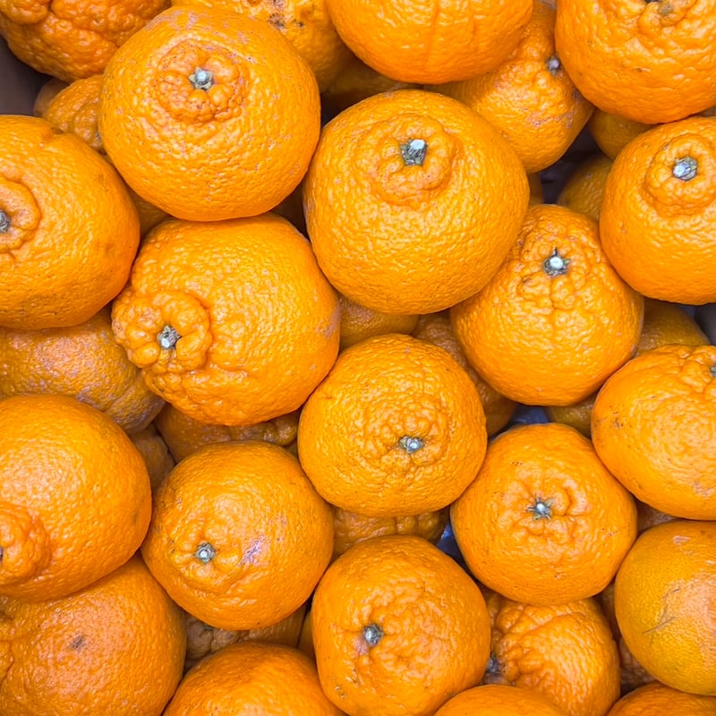 不知火(デコポン)【山本農園】 | 明浜みかん専門店『スリーサンズ』