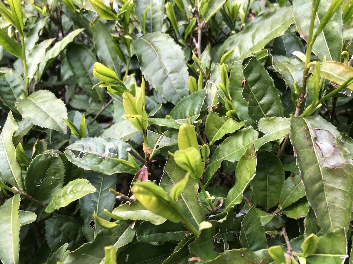 fit=scale-down,w=1200