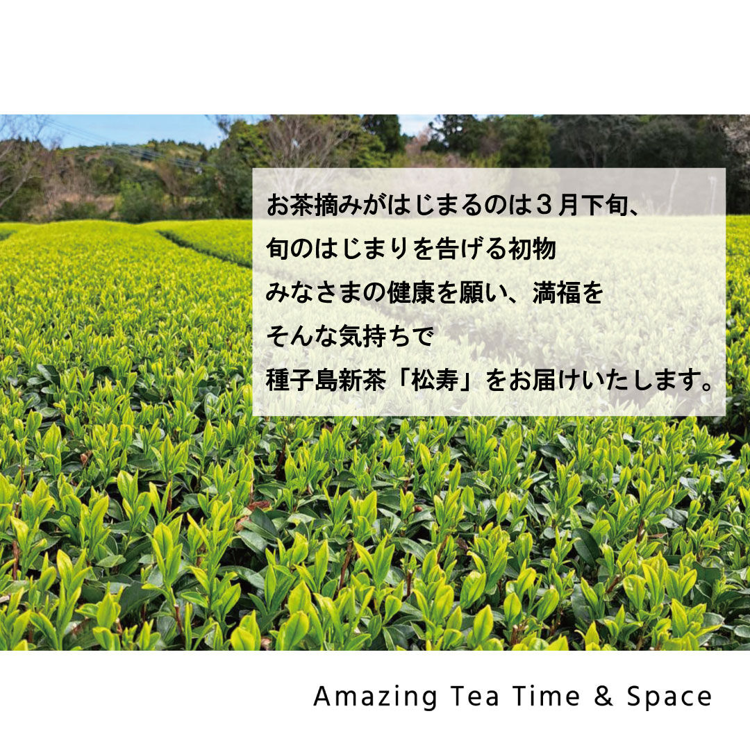 新茶2023_種子島　50g【入荷しました！】　松寿　茶時遊空間
