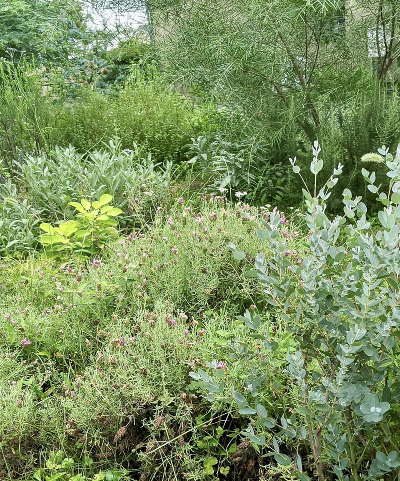 夏☀︎SALE！ユーカリと紫陽花のラベンダーカラーハーフリース　バラプルモルサ 夏☀︎SALE！ユーカリと紫陽花のラベンダーカラーハーフリース